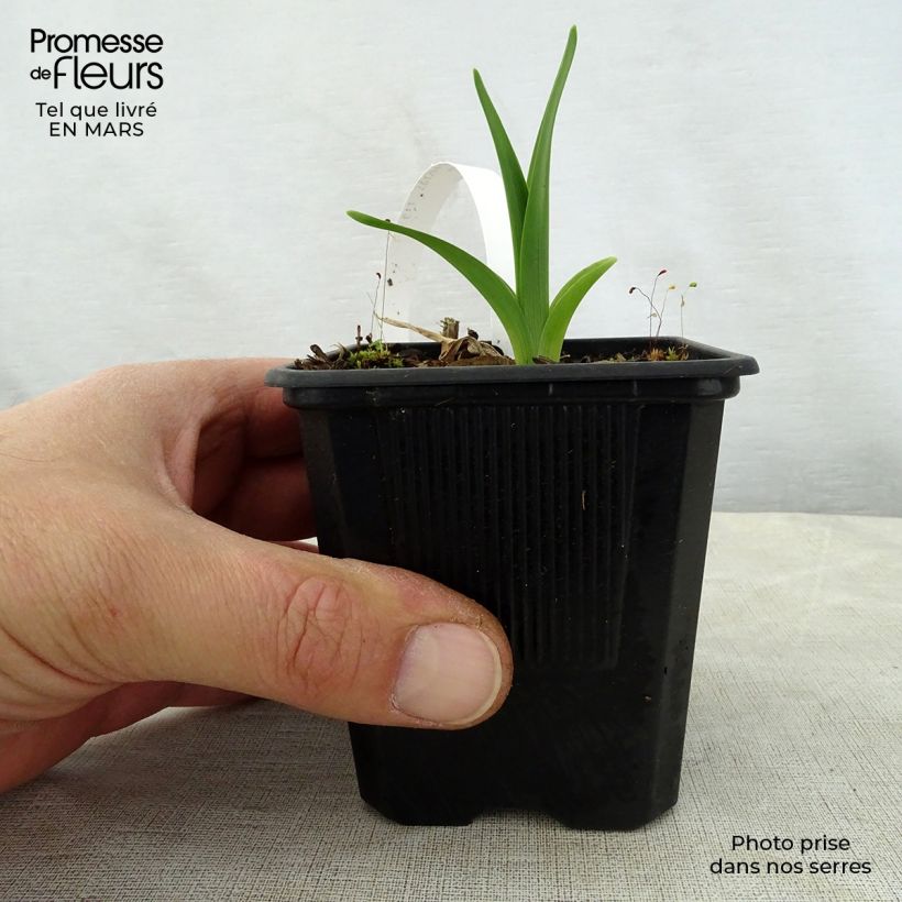 Amostra de Hemerocallis George Cunningham Vaso de 8/9 cm tal como entregue na primavera