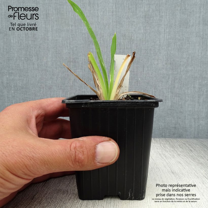 Amostra de Hemerocallis George Cunningham Vaso de 8/9 cm tal como entregue no outono