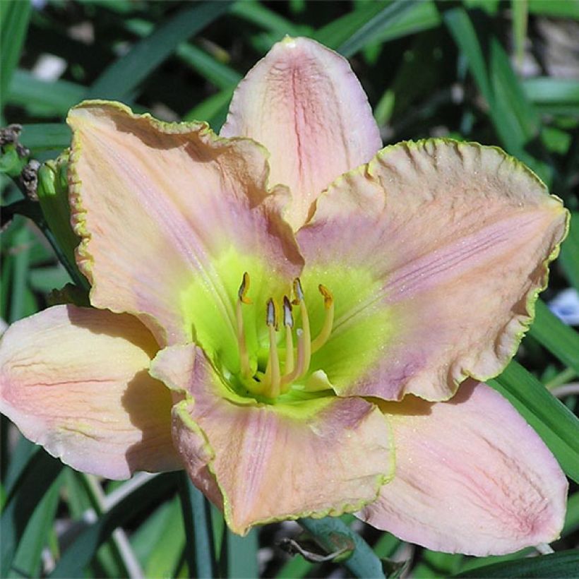 Hemerocallis Graceland (Floração)
