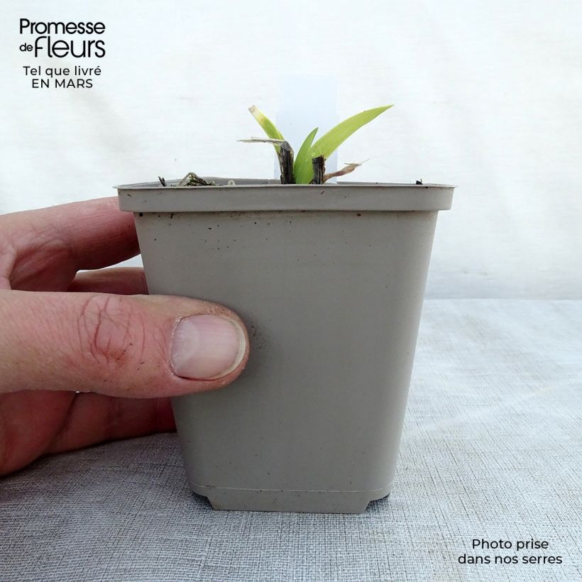 Amostra de Hemerocallis Grape Velvet Vaso de 8/9 cm tal como entregue na primavera