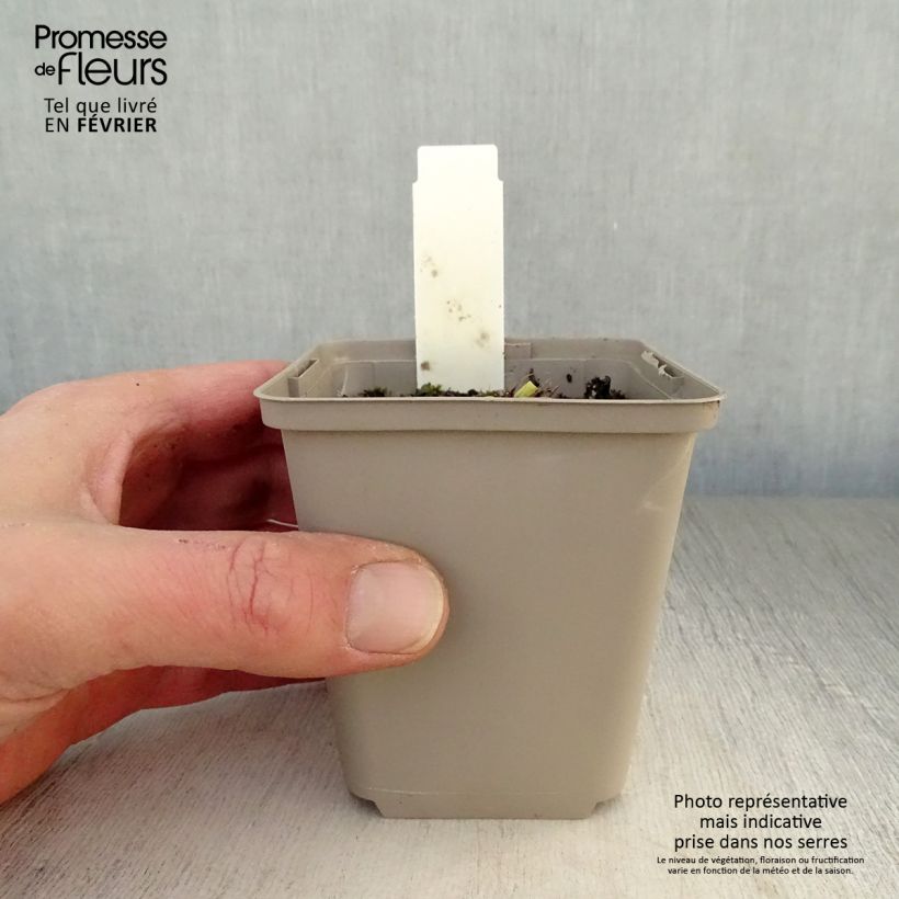 Amostra de Hémérocalle Grape Velvet - Lis d'un jour Vaso de 8/9 cm tal como entregue no inverno