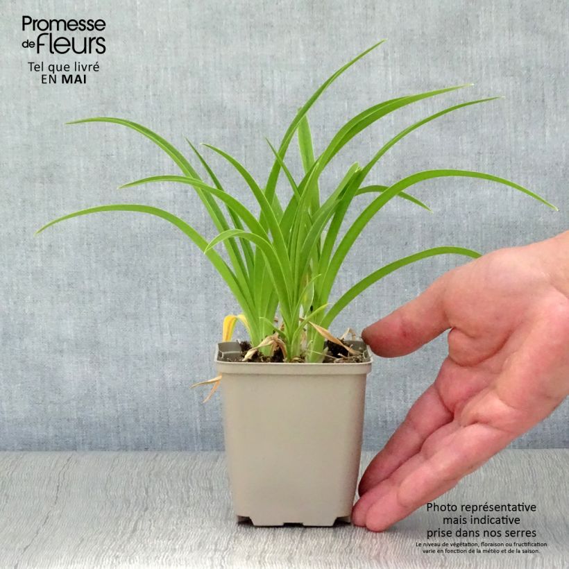 Amostra de Hemerocallis Green Flutter Vaso de 8/9 cm tal como entregue na primavera