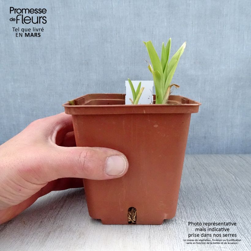 Amostra de Hémérocalle Hazel Monette - Lis d'un jour Vaso de 8/9 cm tal como entregue na primavera