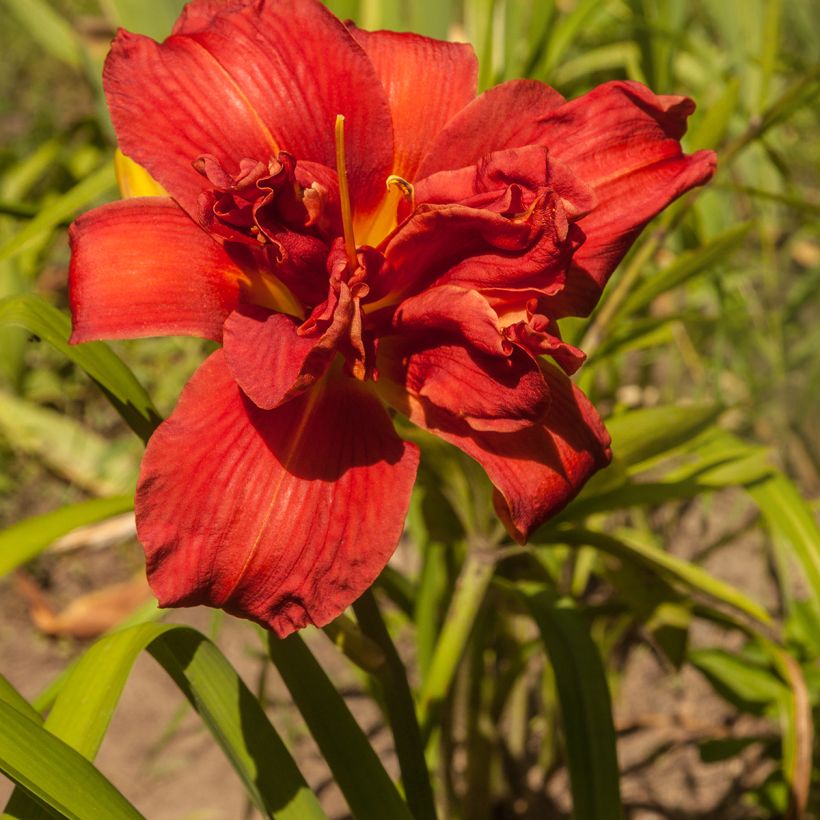 Hemerocallis Highland Lord (Floração)