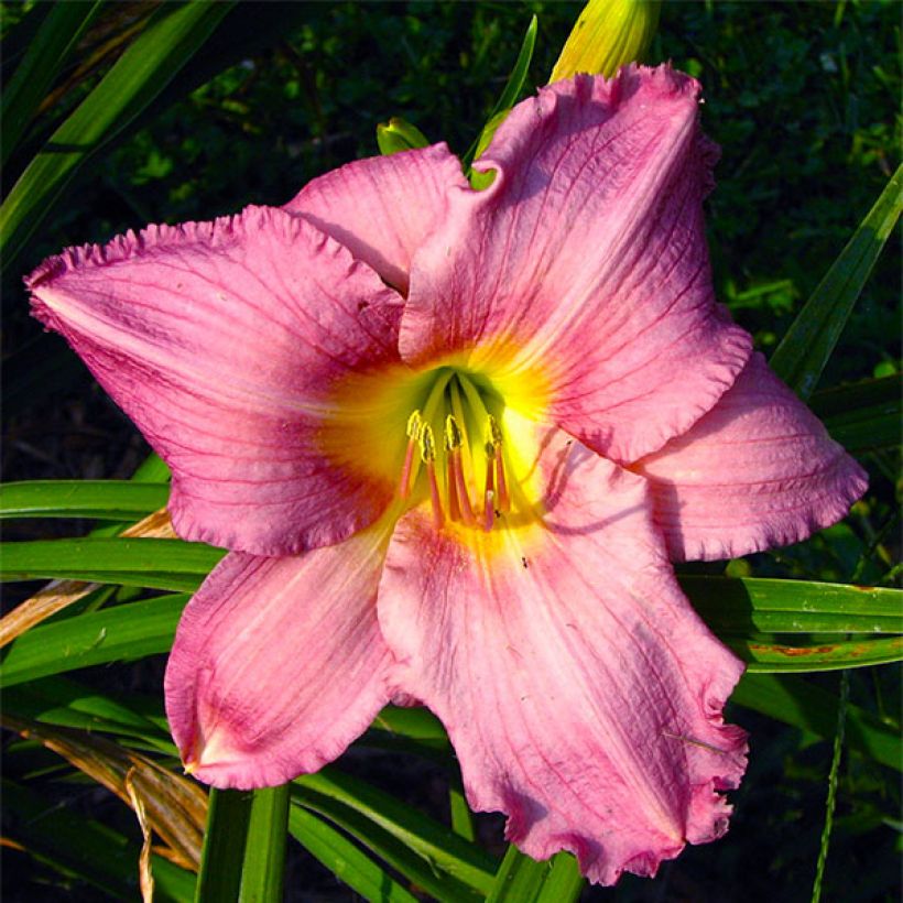 Hemerocallis Hundredth Anniversary (Floração)