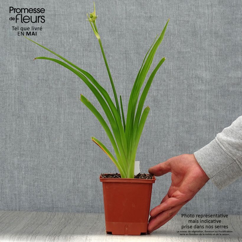 Amostra de Hemerocallis In Excess Vaso de 1 L/1,5 L tal como entregue na primavera