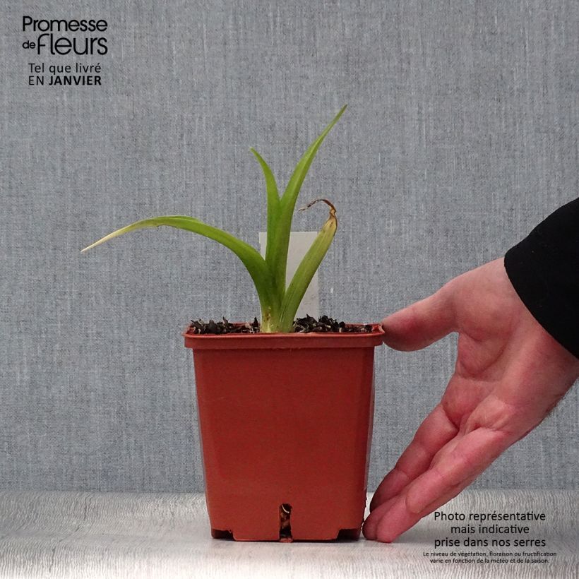 Amostra de Hémérocalle Indy Reflections - Lis d'un jour Pot de 1L/1,5L tal como entregue no inverno