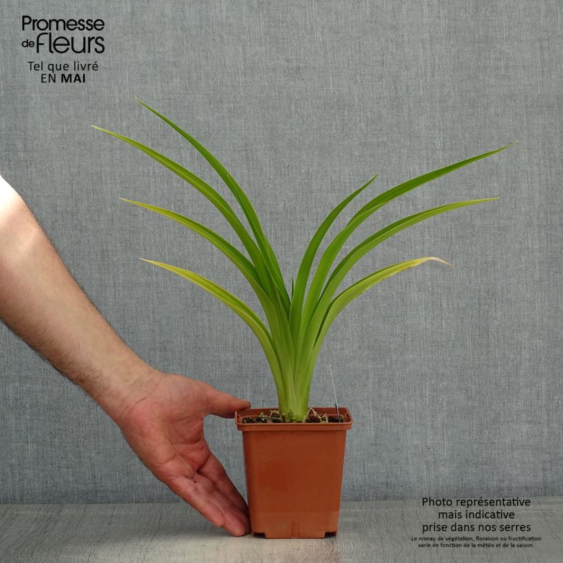 Amostra de Hemerocallis Indy Reflections Vaso de 1 L/1,5 L tal como entregue na primavera