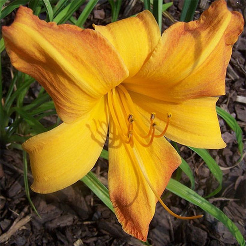 Hemerocallis Invictus (Floração)