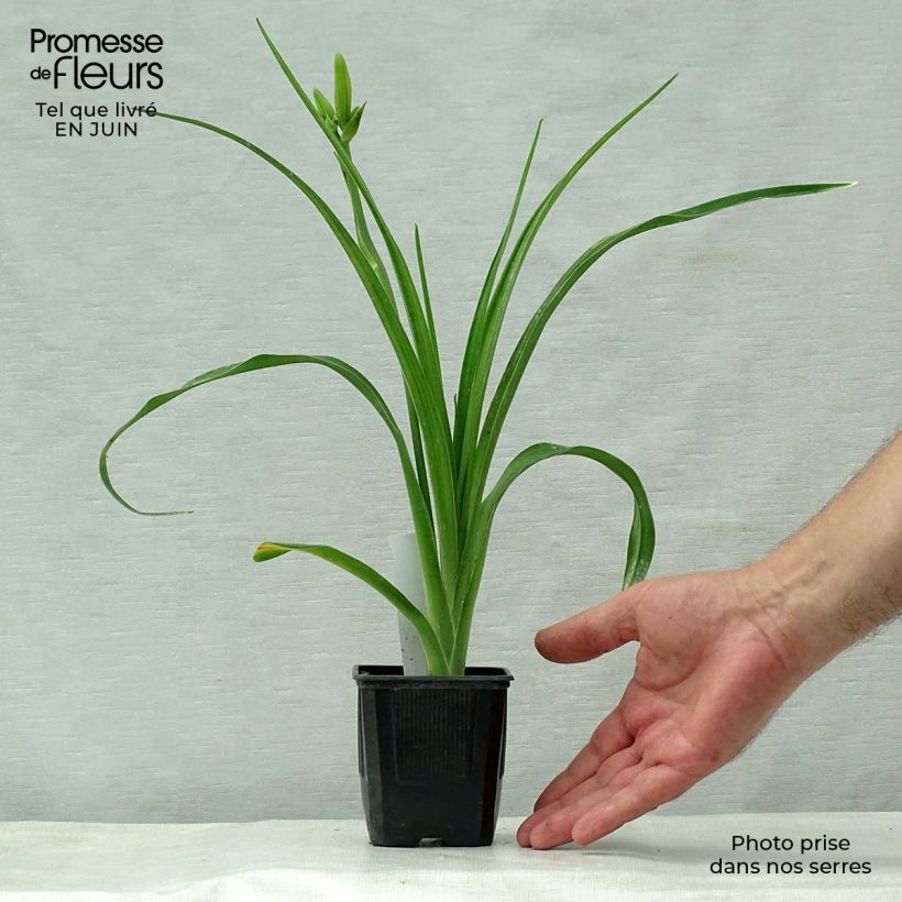 Amostra de Hemerocallis Iron Gate Glacier Vaso de 8/9 cm tal como entregue no verão