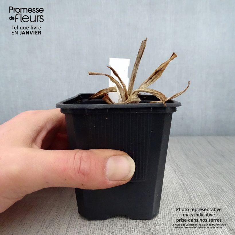 Amostra de Hémérocalle Iron Gate Glacier - Lis d'un Jour Vaso de 8/9 cm tal como entregue no inverno