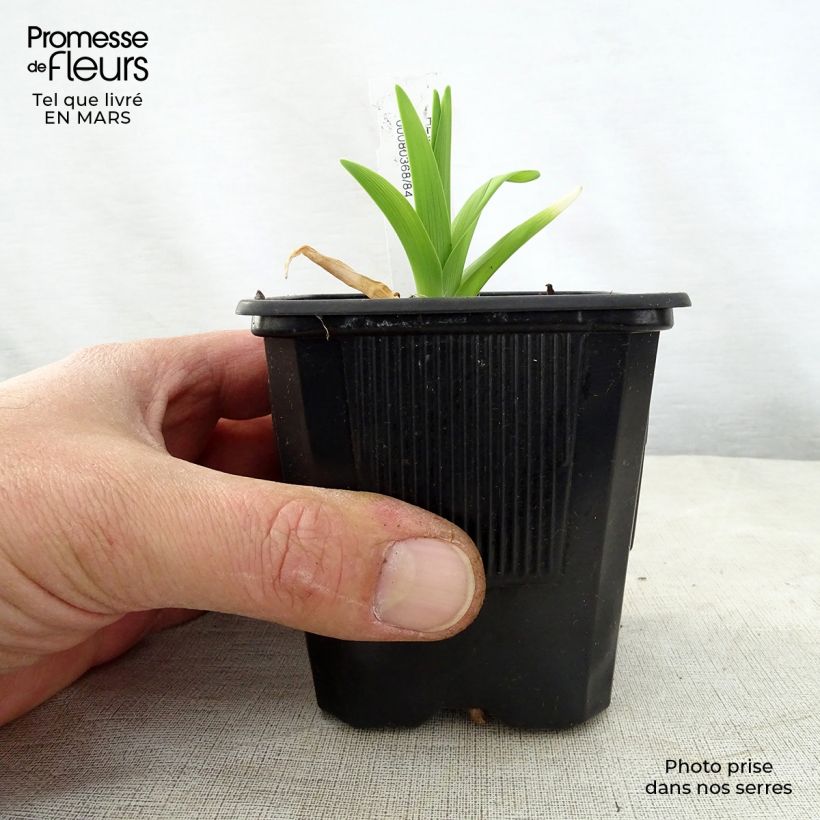 Amostra de Hemerocallis Iron Gate Glacier Vaso de 8/9 cm tal como entregue na primavera