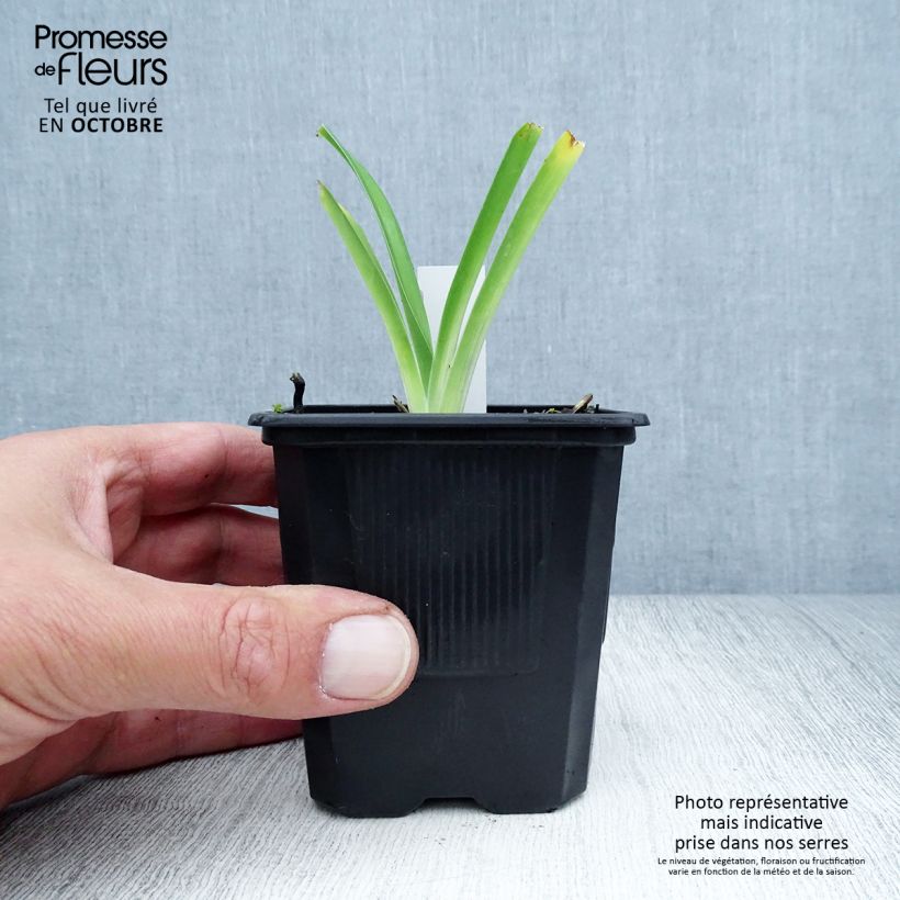 Amostra de Hemerocallis Iron Gate Glacier Vaso de 8/9 cm tal como entregue no outono