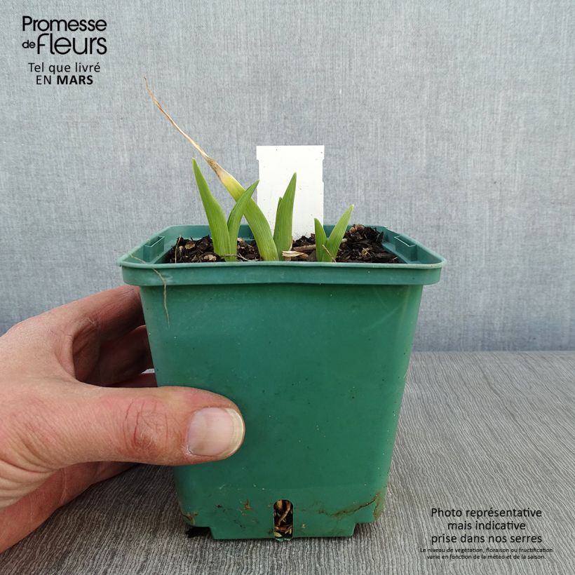 Amostra de Hémérocalle Janice Brown - Lis d'un jour rose Vaso de 1 L/1,5 L tal como entregue no inverno