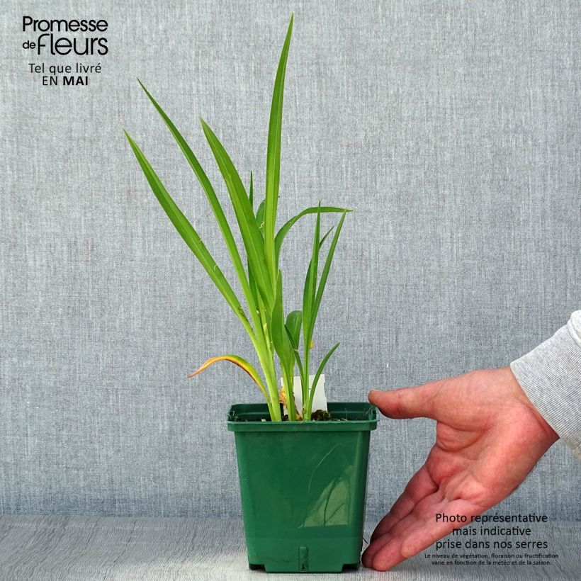 Amostra de Hemerocallis Janice Brown Vaso de 1 L/1,5 L tal como entregue na primavera