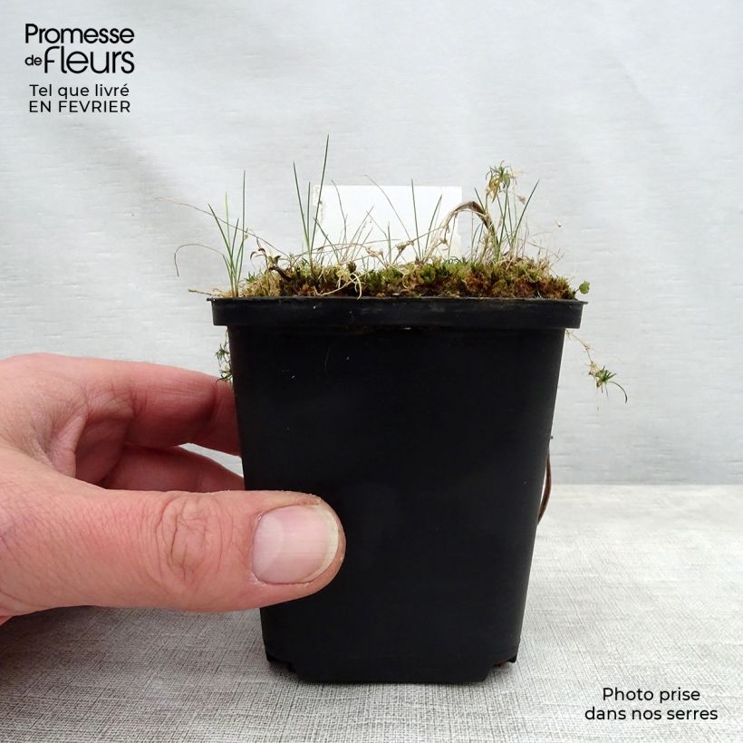 Amostra de Hémérocalle Jannick's Choice - Lis d'un jour jaune-vert Vaso de 8/9 cm tal como entregue no inverno