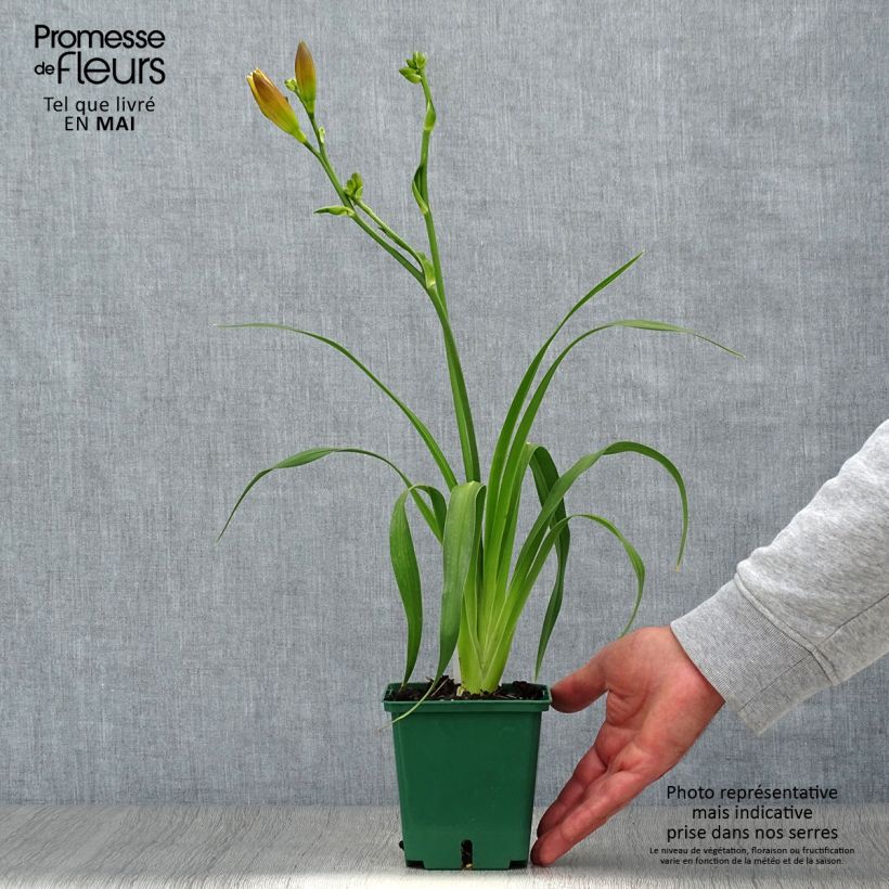 Amostra de Hemerocallis Jason Salter Vaso de 1 L/1,5 L tal como entregue na primavera