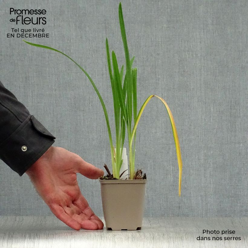 Amostra de Hémérocalle Joan Senior - Lis d'un jour blanc crème Vaso de 8/9 cm tal como entregue no inverno