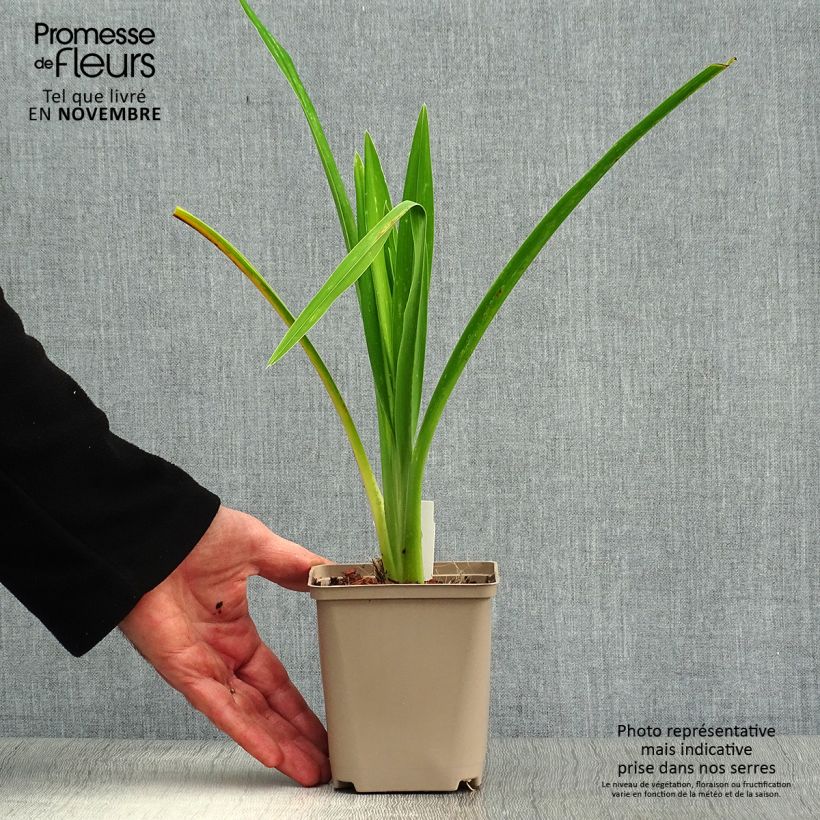 Amostra de Hemerocallis Joan Senior Vaso de 8/9 cm tal como entregue no outono
