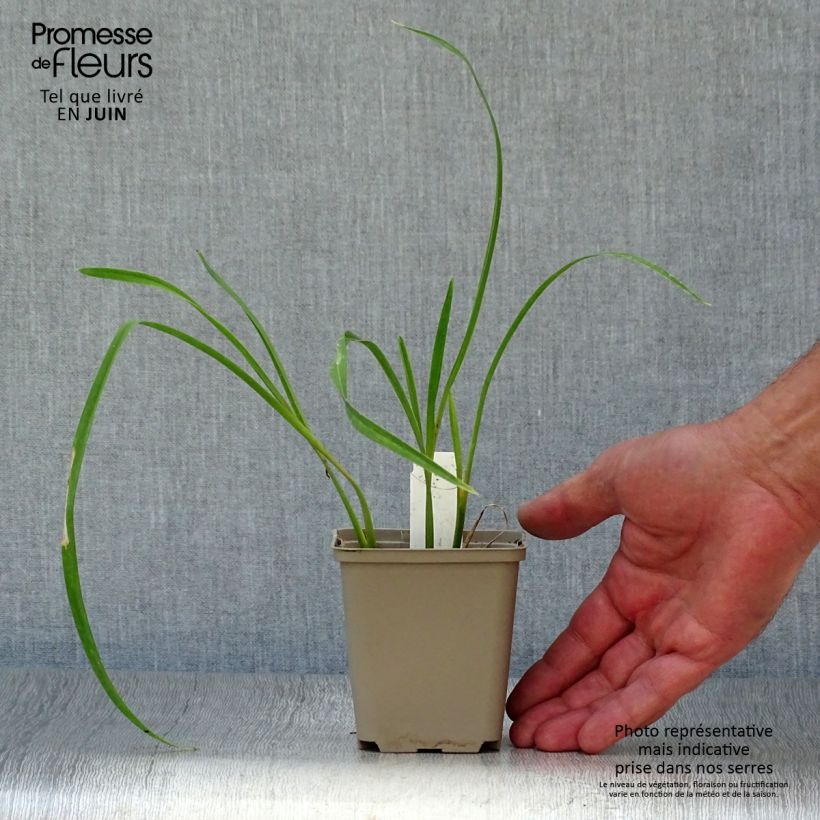 Amostra de Hemerocallis Joan Senior Vaso de 8/9 cm tal como entregue no verão