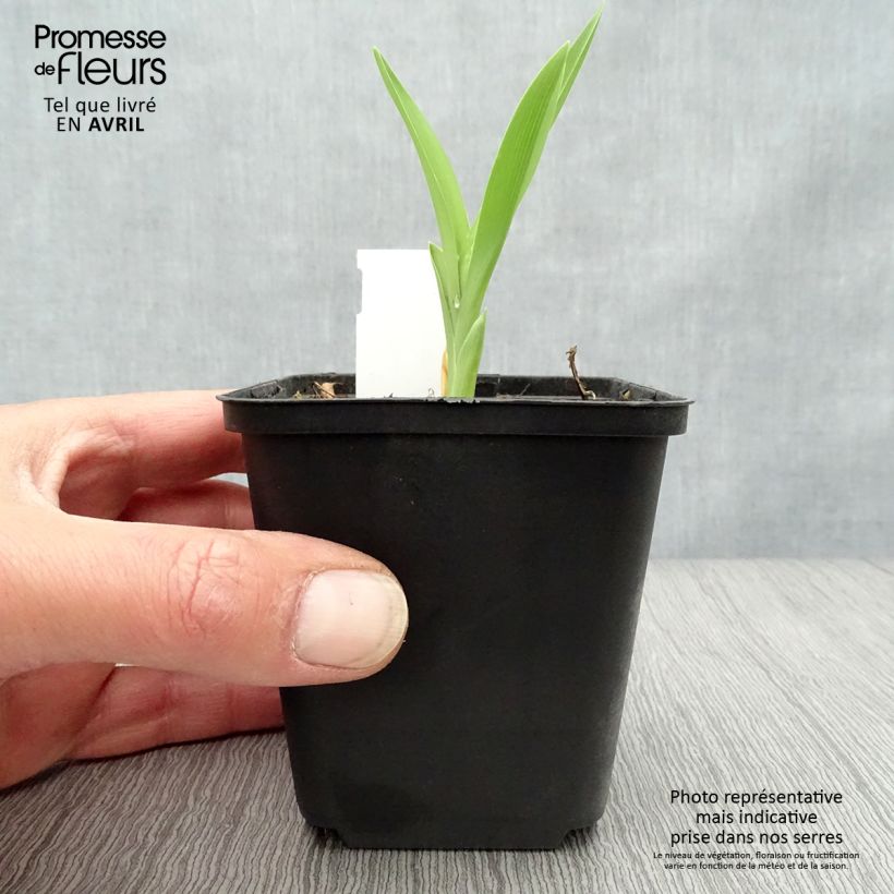 Amostra de Hemerocallis Joan Senior Vaso de 8/9 cm tal como entregue na primavera