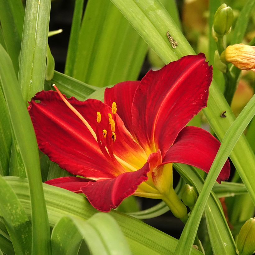 Hemerocallis Jolly Hearts (Floração)