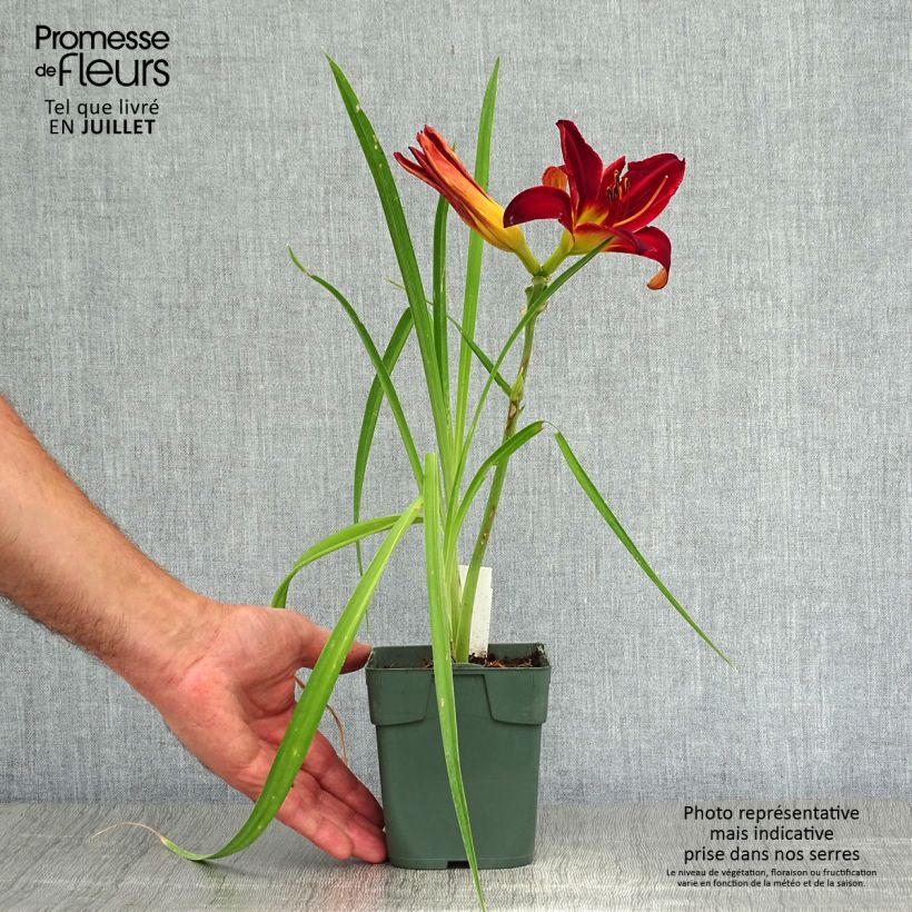 Amostra de Hemerocallis Jolly Hearts Vaso de 8/9 cm tal como entregue no verão