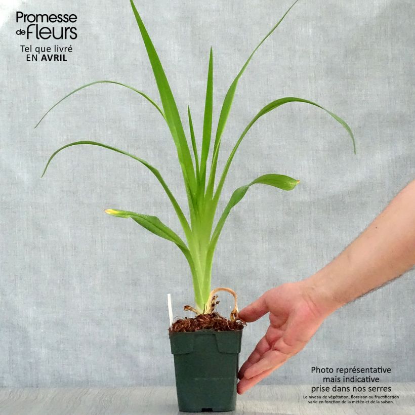 Amostra de Hemerocallis Jolly Hearts Vaso de 8/9 cm tal como entregue na primavera