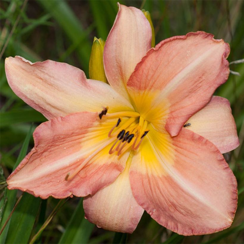 Hemerocallis Joyful Occasion (Floração)