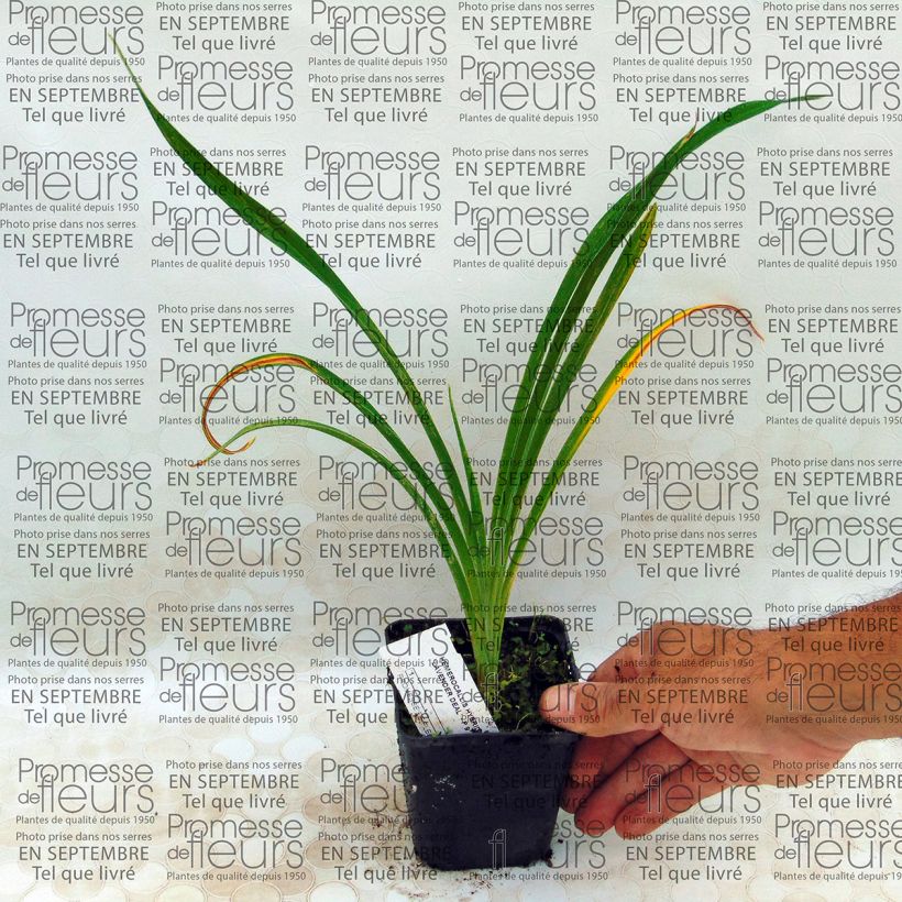 Exemplo de amostra de Hémérocalle Lavender Deal - Lis d'un jour rose lavande Vaso de 8/9 cm tal como entregue