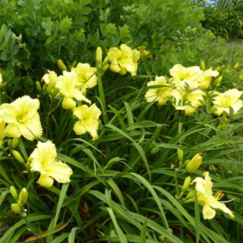 Hemerocallis Lemon Lyric (Floração)