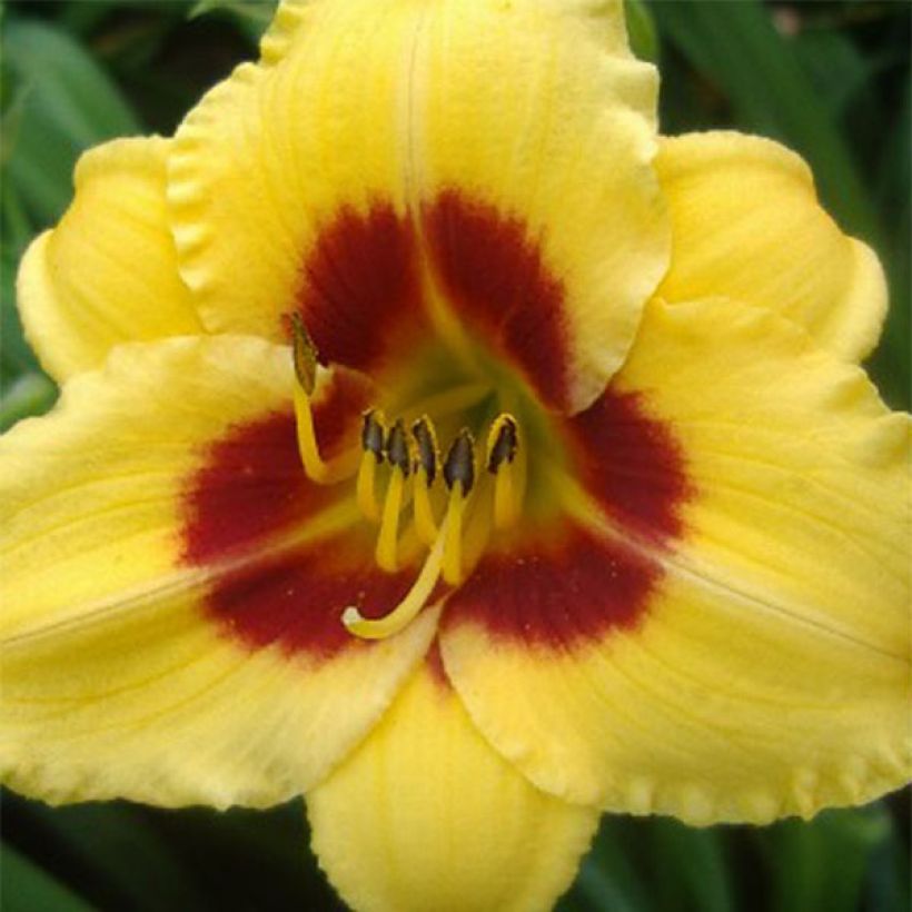Hemerocallis Little Cadet (Floração)