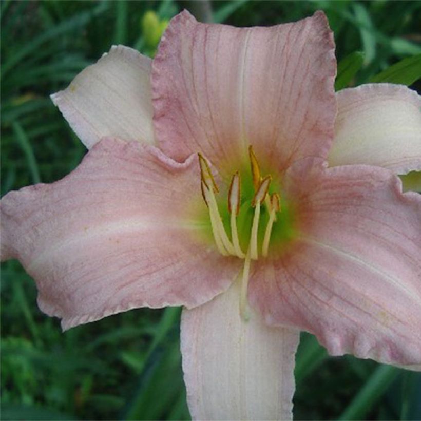 Hemerocallis Luxury Lace (Floração)