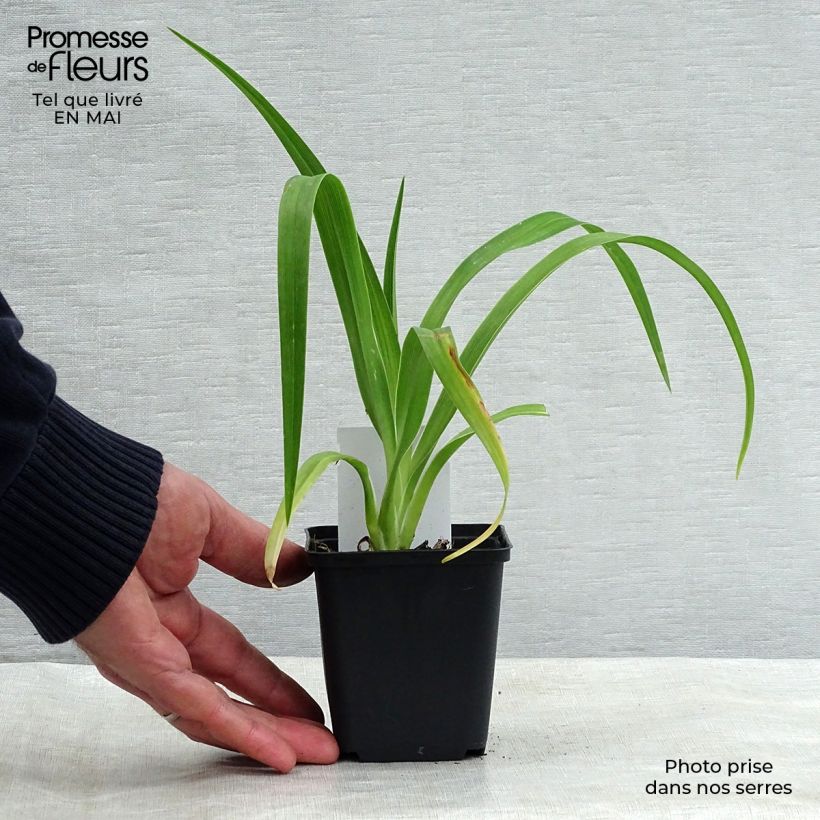 Amostra de Hemerocallis Luxury Lace Vaso de 8/9 cm tal como entregue na primavera