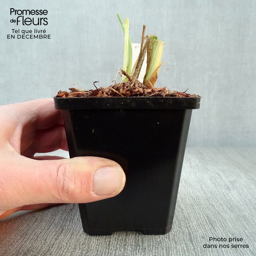 Amostra de Hemerocallis Luxury Lace Vaso de 8/9 cm tal como entregue no inverno