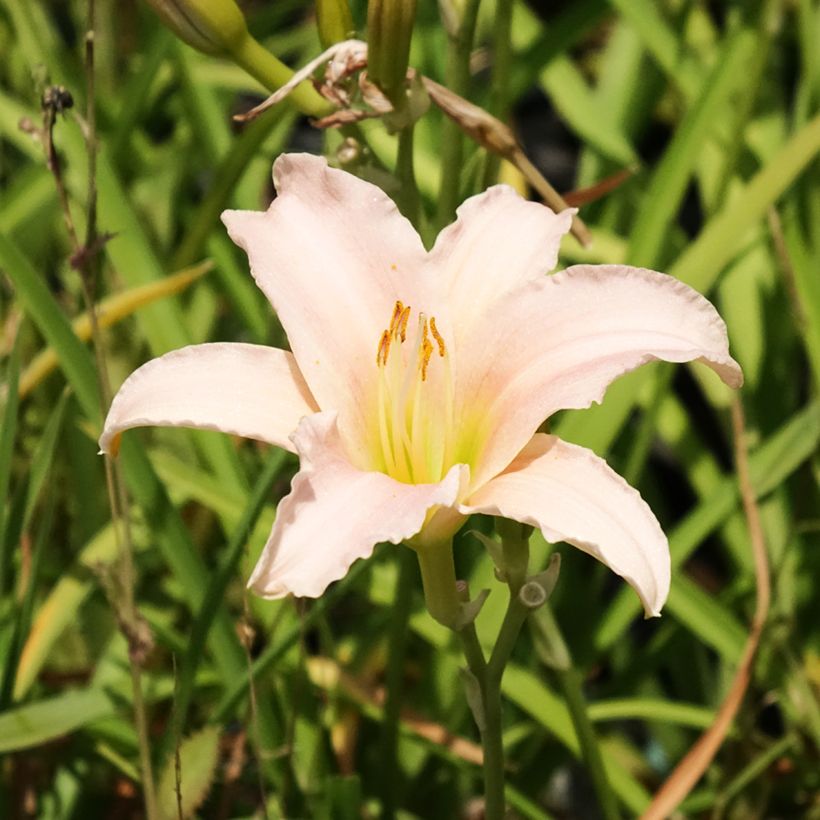 Hemerocallis Luxury Lace (Floração)