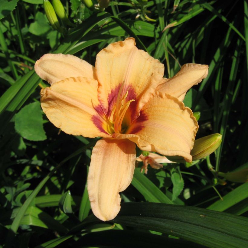 Hemerocallis Lynn Hall (Floração)