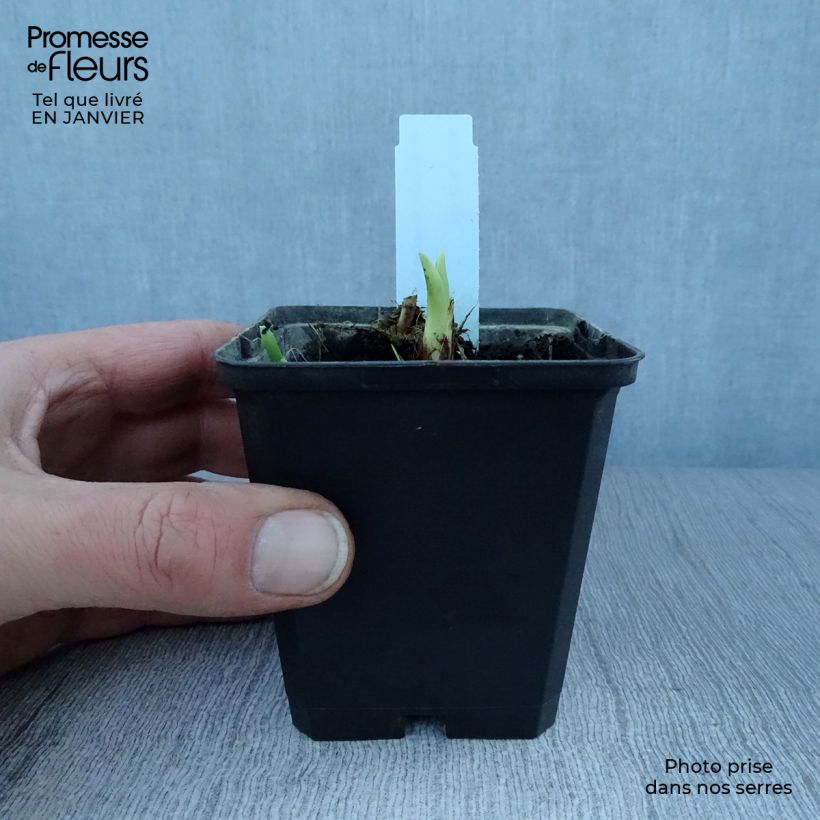 Amostra de Hémérocalle Margaret Perry - Lis d'un jour rouge orangé Vaso de 8/9 cm tal como entregue no inverno