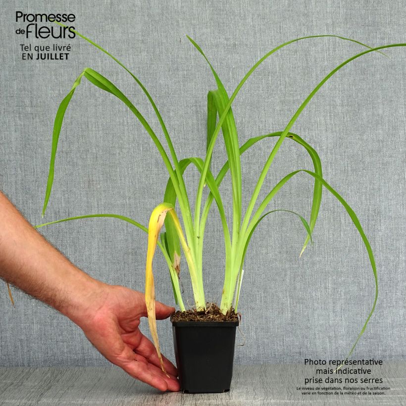 Amostra de Hemerocallis Margaret Perry Vaso de 8/9 cm tal como entregue no verão