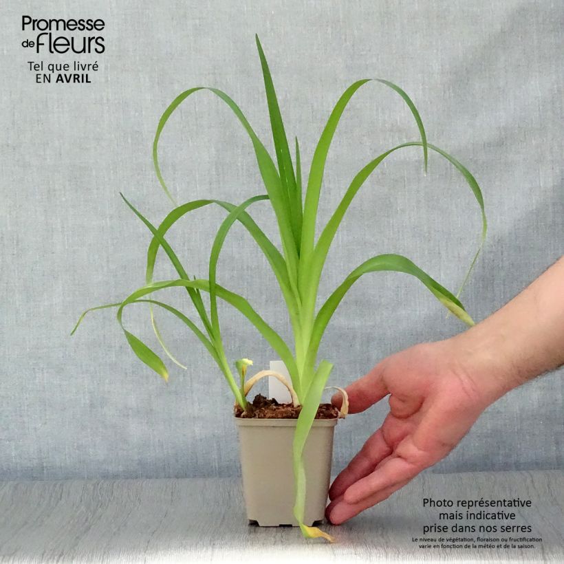 Amostra de Hemerocallis Margaret Perry Vaso de 8/9 cm tal como entregue na primavera