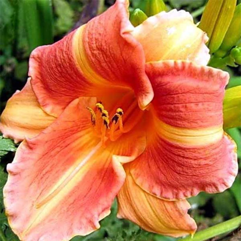 Hemerocallis Martha Lee (Floração)