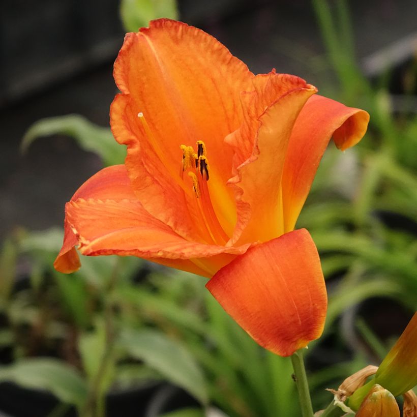 Hemerocallis Mauna Loa (Floração)