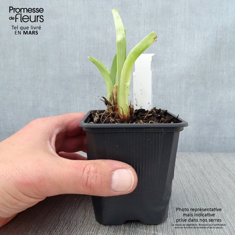 Amostra de Hemerocallis Mildred Mitchell Vaso de 8/9 cm tal como entregue na primavera