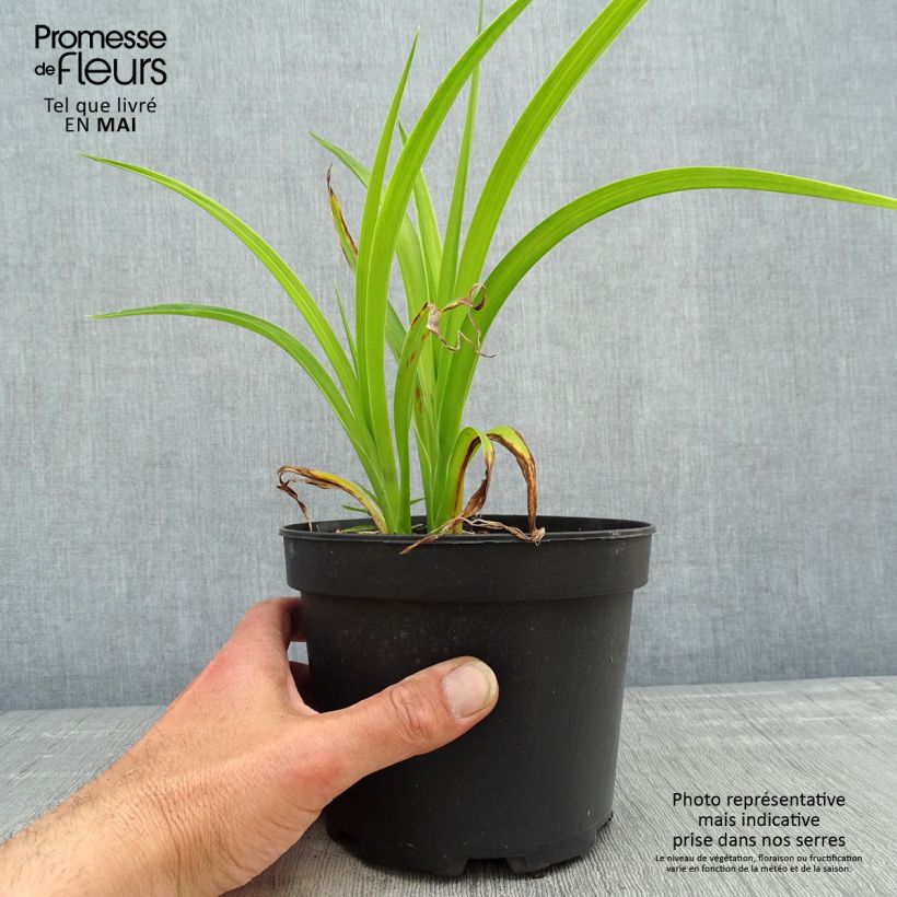 Amostra de Hemerocallis Mildred Mitchell Vaso de 2 L/3 L tal como entregue na primavera
