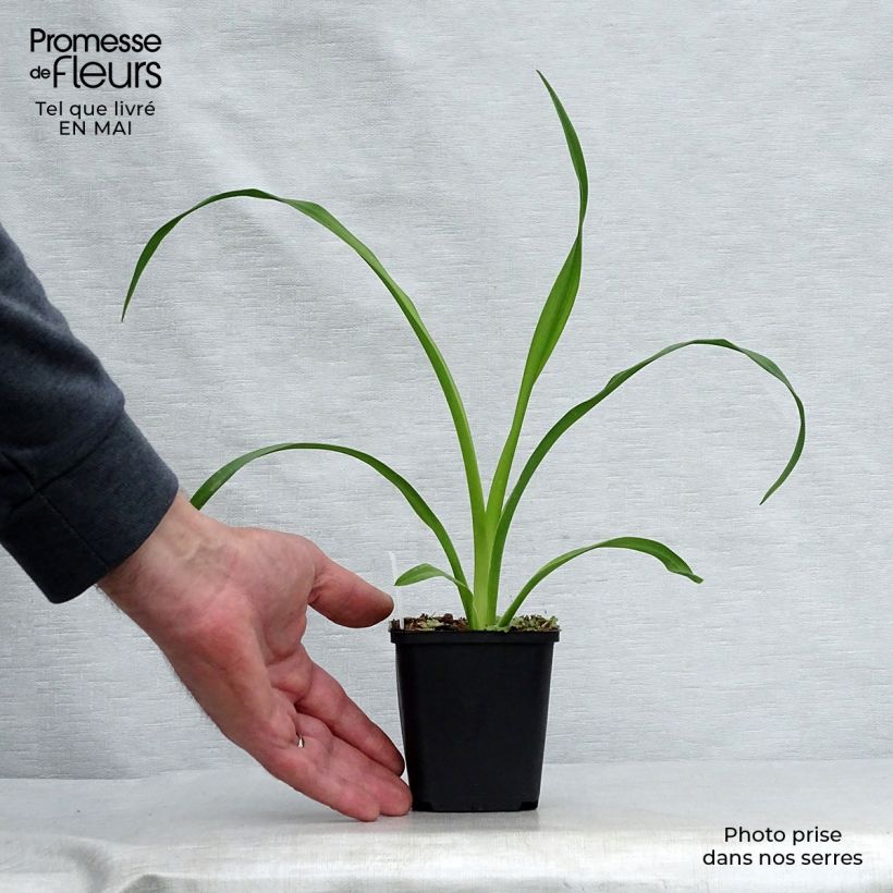 Amostra de Hemerocallis Mini Pearl Vaso de 8/9 cm tal como entregue na primavera
