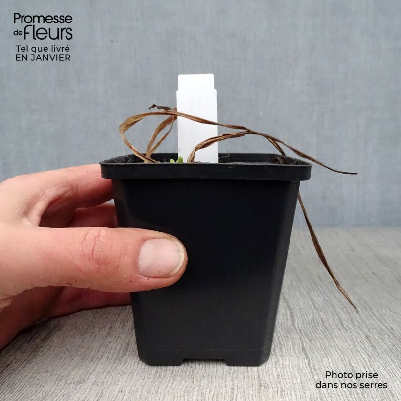 Amostra de Hemerocallis Mini Pearl Vaso de 8/9 cm tal como entregue no inverno