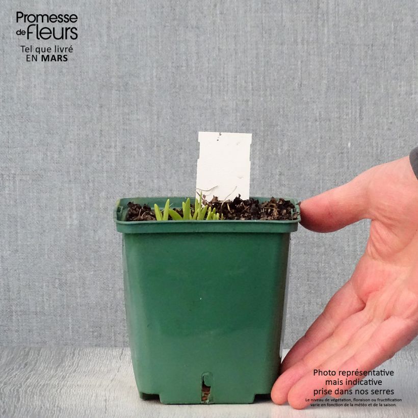 Amostra de Hemerocallis Mini Stella Vaso de 1 L/1,5 L tal como entregue na primavera