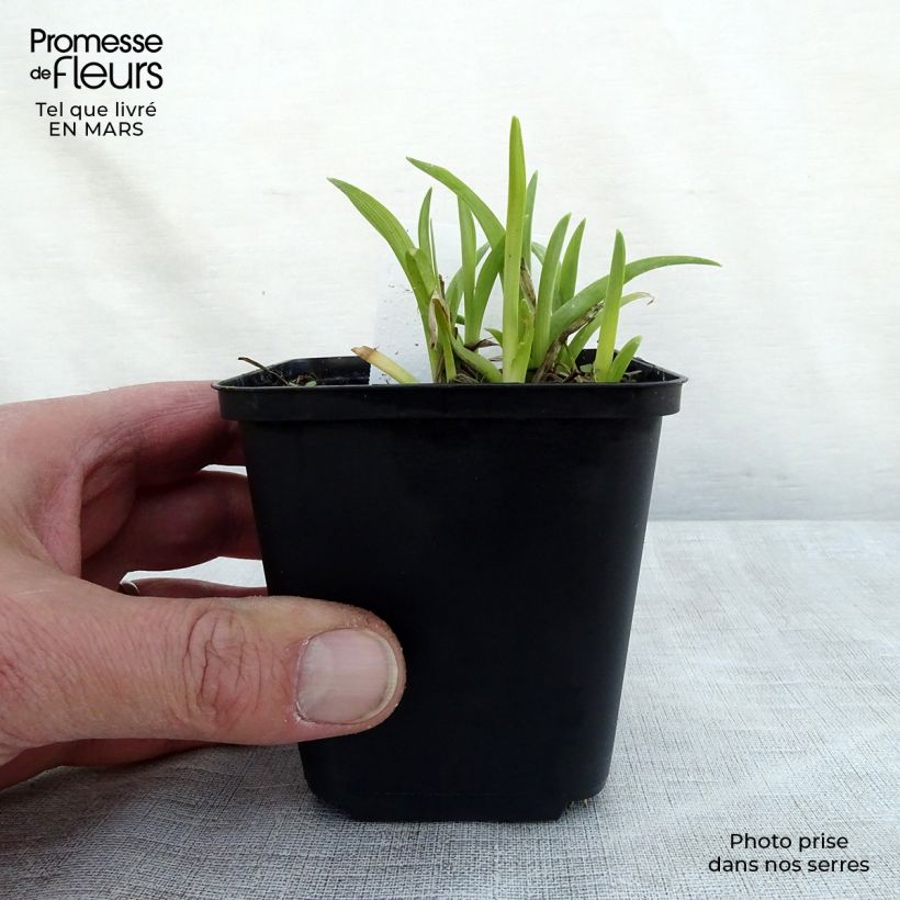 Amostra de Hemerocallis Mini Stella Vaso de 8/9 cm tal como entregue na primavera
