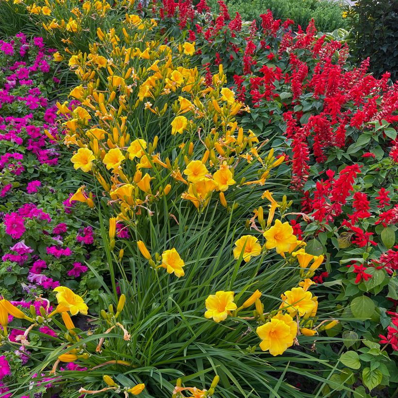 Hemerocallis Mini Stella (Hábito)