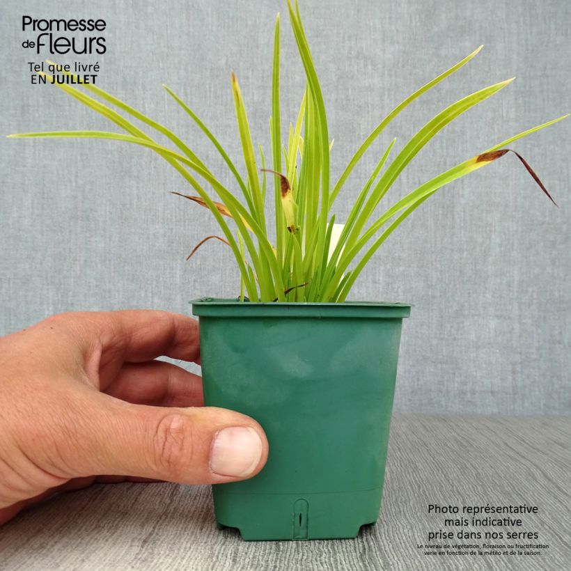 Amostra de Hemerocallis Mini Stella Vaso de 8/9 cm tal como entregue no verão